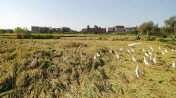 «زراعة الدقهلية»: إنتاجية محصول الأرز للعام الجاري مبشرة - التقرير