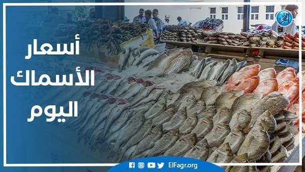 أسعار السمك اليوم الخميس 31-10-2024 في محافظة قنا – التقرير