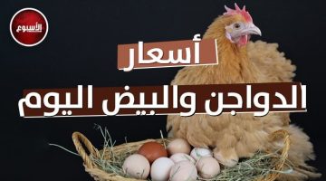 سعر الفراخ البيضاء وكرتونة البيض «الأحمر» و«البلدي» اليوم الأربعاء 25 سبتمبر - التقرير