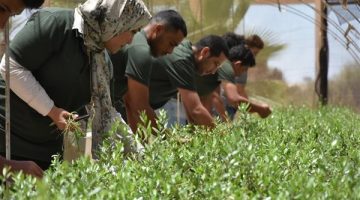 "برايد" يطلق حملة إعلامية إرشادية لنشر الطرق الصحيحة لجنى ثمار الزيتون بمطروح - التقرير