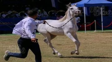 قائمة بأغرب أسماء الأحصنة المشاركة في مسابقات جمال الخيل العربية بالشرقية - التقرير