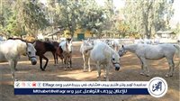 محافظ الشرقية: الخيل العربي الأصيل أساسه من مدينة بلبيس - التقرير