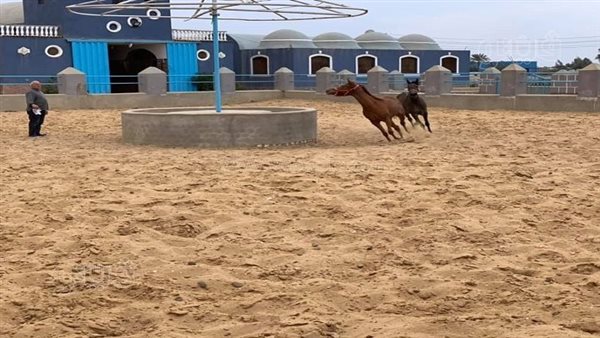 خيول عكاشة تشارك في مهرجان الشرقية.. تاريخ مزرعته يرجع لعهد الملكية.. واضطر لبيع سلالات أصيلة بسبب الانفلات الأمني خلال ثورة يناير (صور – التقرير