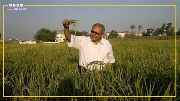 أرز عرابي.. ثورة جديدة في زراعة الأرز بمصر.. ويمكن أن يصل سعر الكيلو إلى جنيهات.. فما القصة!! (فيديو جراف) – التقرير