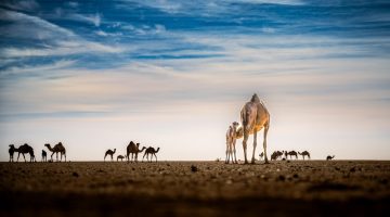 ندرة الحكاية تغيب عن مسابقات التصوير - التقرير