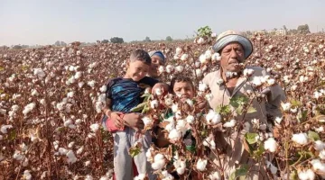 بيع 1664 قنطارا في أول أيام مزاد القطن بالمحلة الكبرى.. اعرف التفاصيل - التقرير