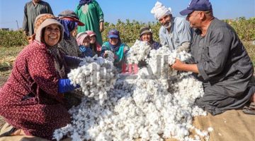 فرحة المزارعين بحصاد القطن في المنوفية - التقرير