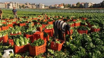 مع دخول شهر بابة.. نصائح حاسمة لمزارعي المحاصيل الشتوية لمواجهة التحديات المناخية - التقرير