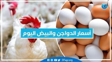 أسعار الدواجن والبيض اليوم السبت 26-10-2024 في المنيا - التقرير