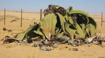 أغرب نبتة موجودة على سطح الأرض.. موجودة منذ ملايين السنين - التقرير