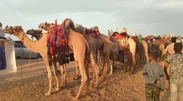 الشباب والرياضة بشمال سيناء..سباق الهجن منتصف الشهر القادم - التقرير