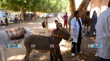 جامعة أسيوط تطلق قافلة بيطرية شاملة إلى قرية بهيج ضمن مبادرة "بداية جديدة" - التقرير