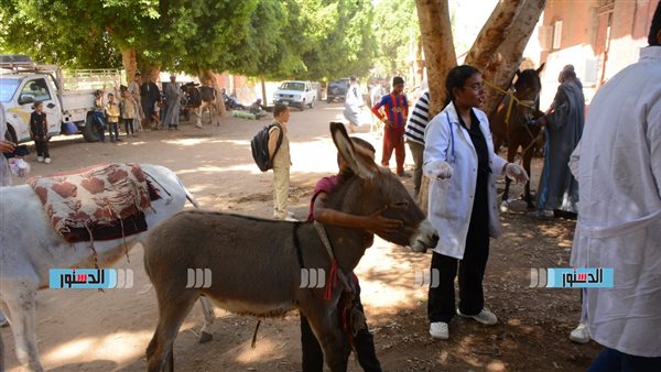 جامعة أسيوط تطلق قافلة بيطرية شاملة إلى قرية بهيج ضمن مبادرة “بداية جديدة” – التقرير