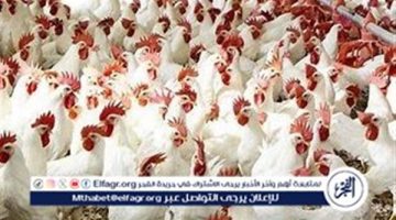 أسعار الدواجن اليوم الجمعة 25-10-2024 في الدقهلية - التقرير