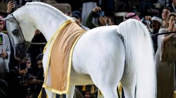 نهائي الجياد العربية بالرياض - جريدة الوطن السعودية - التقرير