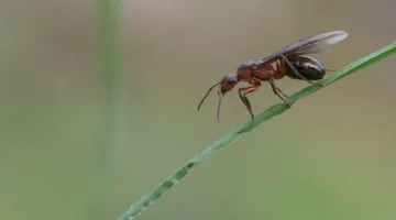 هل النمل الطائر يشكل خطورة على الإنسان؟.. اعرف طريقة التخلص منه - التقرير