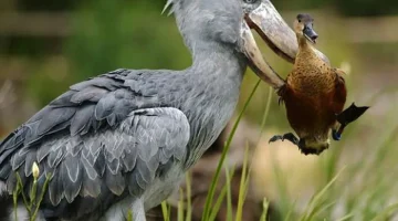 أغرب طائر في العالم طول جناحيه 8 أقدام ومنقاره الأضخم.. كيف شكله؟ - التقرير