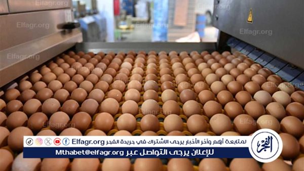 استيراد البيض التركي.. أسعار وأماكن بيع البيض التركي في مصر وأهم مواصفاته – التقرير