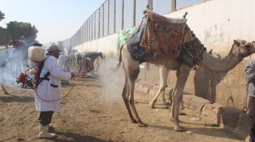 "الزراعة": فحص علاج وفحص 1800 من الخيول والإبل والحيوانات الأليفة بنزلة السمان - التقرير