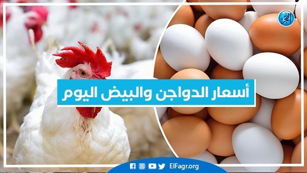 أسعار الدواجن والبيض اليوم الثلاثاء 5-11-2024 بمحافظة البحيرة – التقرير