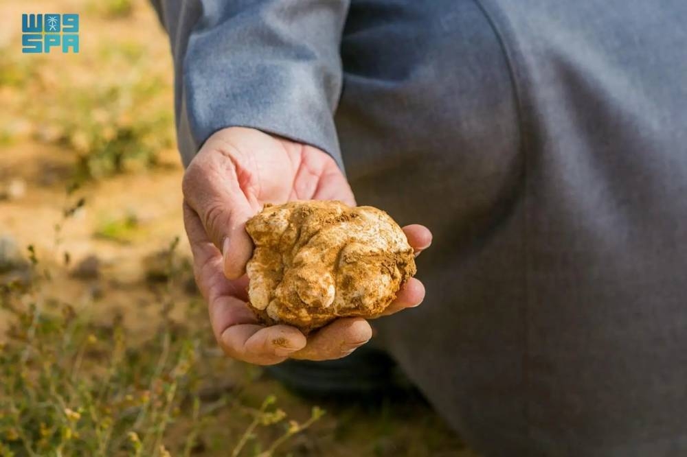 الباحثون عن الكمأ.. السجن والغرامة لمخترقي الحدود البرية – التقرير