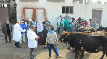 انطلاق الحملة القومية لتحصين الأبقار ضد الجلد العقدي في المنيا اليوم - التقرير